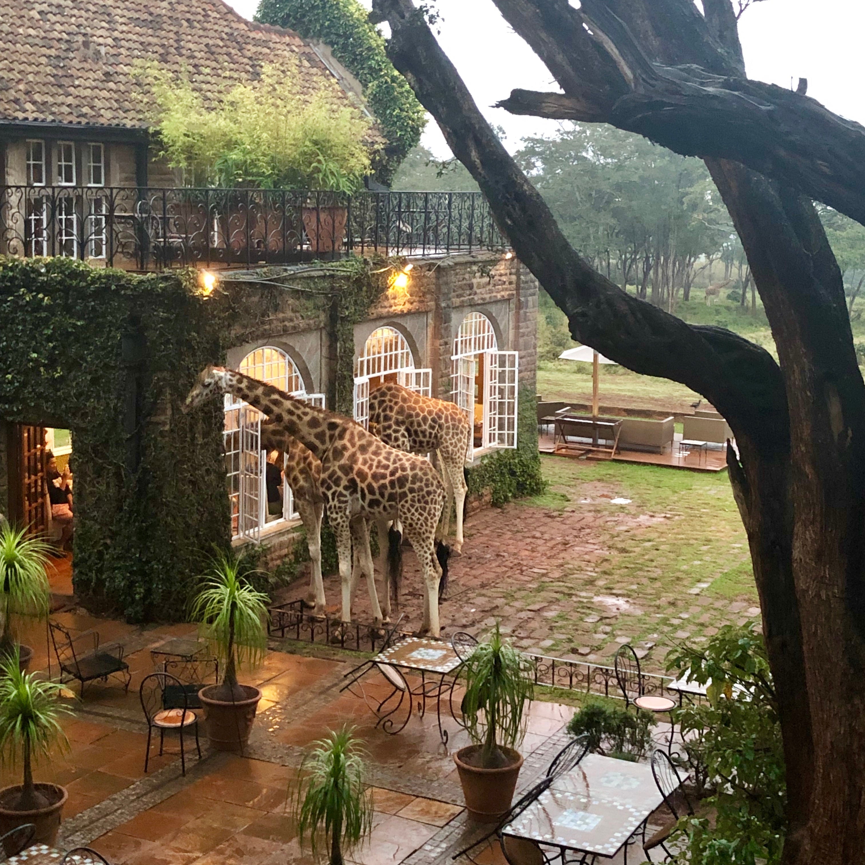 multiple giraffes sticking their head into hotel in Kenya