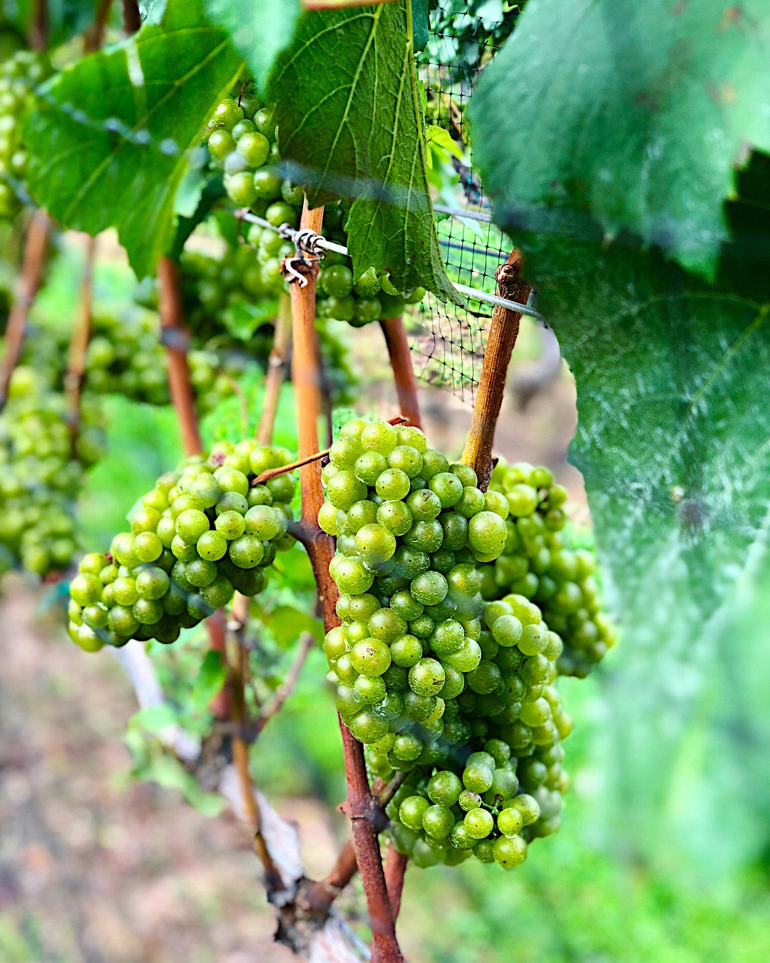 Bunches of green grapes on vines at a vineyard